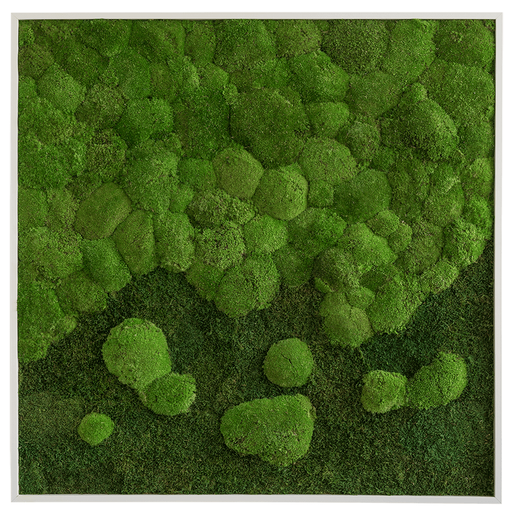 Wald- und Kugelmoosbild-Verlauf 80x80cm