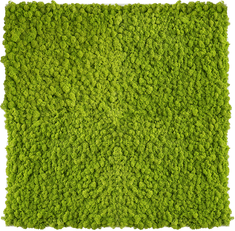 Islandmoosbild 80x80cm