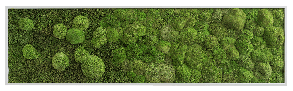 Wald- und Kugelmoosbild-Verlauf 140x40cm