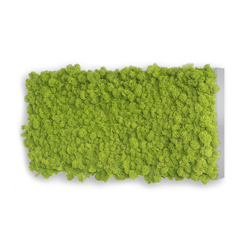 Moosbilder Islandmoos individuell